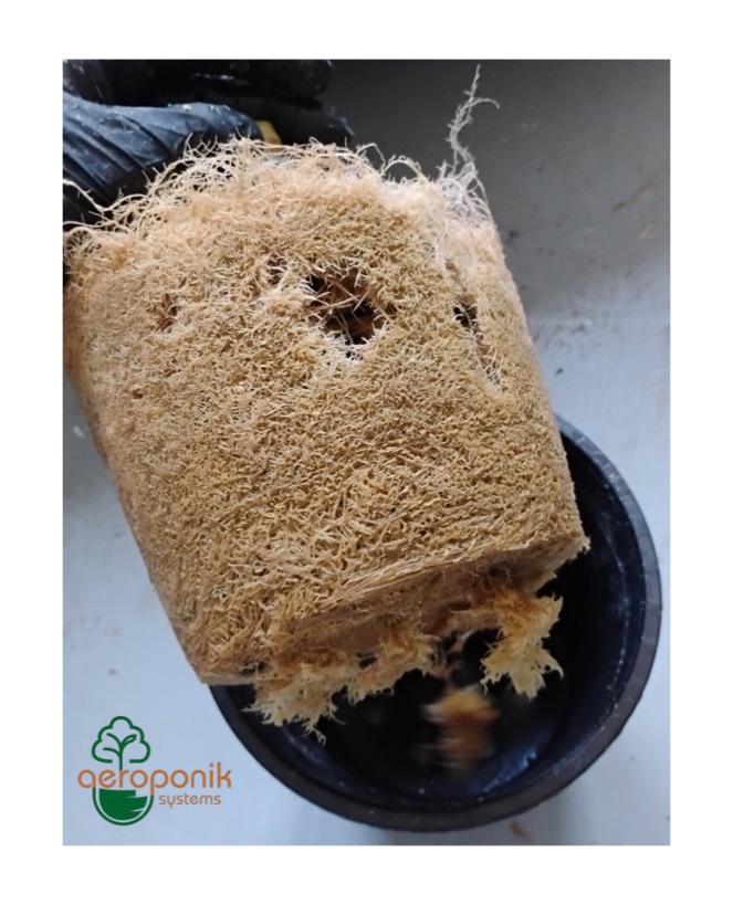 Aero Grow 19 - Wurzel Ballen