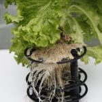 Salat // 13 // aeroponisches System